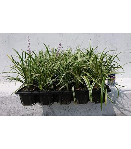 Amazon.co.jp: ヤブラン 花 苗 宿根草 多年草 : DIY・工具・ガーデン